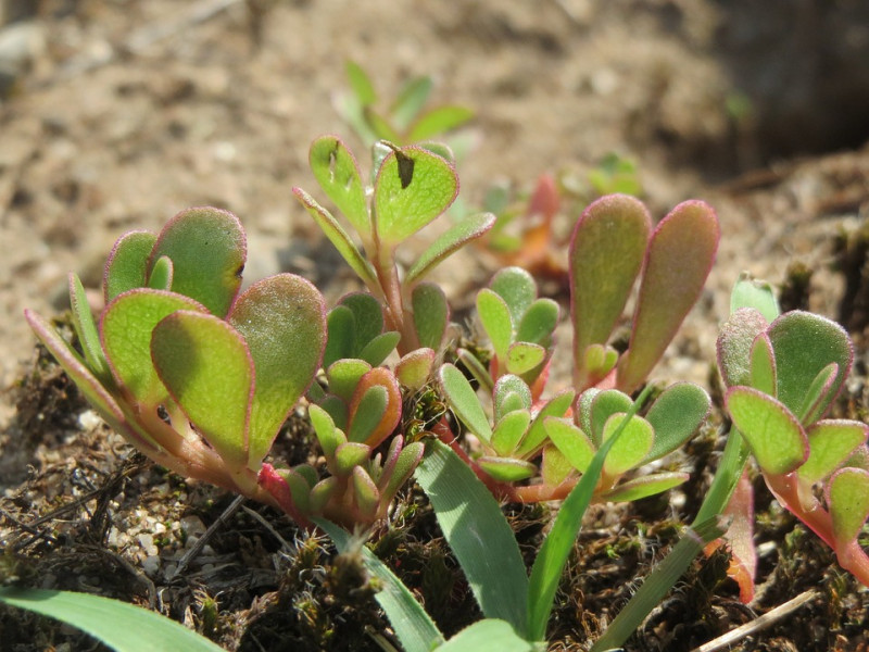 portulaca-oleracea-zomerbloeiende-droogte tolerante perkplanten volle zon